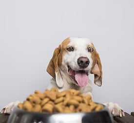 Dog Food
