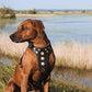 ''Bijou'' harness Black & Orange for big dogs